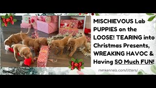 GREAT PUPPY ESCAPE PUPPIES on the LOOSE amp DESTROYING our CHRISTMAS PRESENTS 6 weeks old [upl. by Delia]