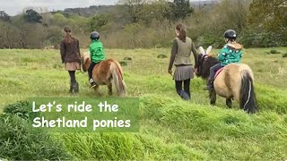 Let’s ride the Shetland ponies TV Episode 487 [upl. by Judye]