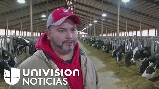 Inmigrante pasa de ordeñar vacas a tener su propia planta lechera en Wisconsin [upl. by Deehan398]