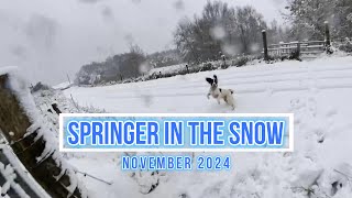 Springer in the Snow November 2024 [upl. by Tenaj]