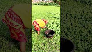 Woman Farmer Harvesting Water Clover shorts [upl. by Nerraw]