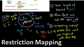 Restriction mapping tutorial 1  restriction mapping problems for CSIR NET exam [upl. by Mcquillin]