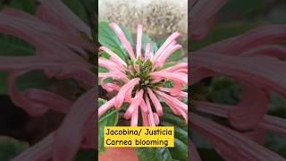 Jacobina Justicia Carnea flowers Blooming in pink color shorts [upl. by Rockey]