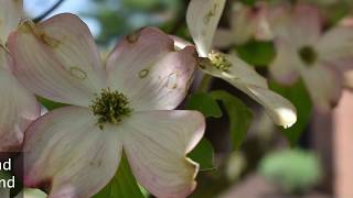 Plant Profile Dogwood Trees [upl. by Adalai11]