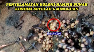 Penyelamatan Koloni Hampir Punah Setelah 6 Mingguan [upl. by Omik]