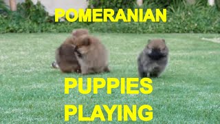 POMERANIAN PUPPIES PLAYING 1  ACER [upl. by Ahsienom]