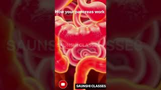 HOW YOUR PANCREAS WORK 💥💥PANCREATIC FUNCTION [upl. by Lirrad159]