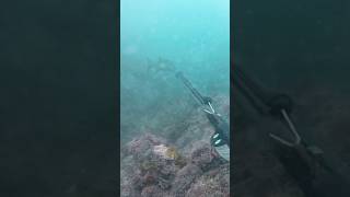 Spearfishing galjoen fishing ocean hunting adventure catch southafrica [upl. by Klos]