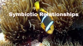 Symbiotic RelationshipsDefinition and ExamplesMutualismCommensalismParasitism [upl. by Ajet798]