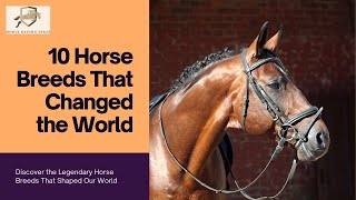 10 Horse Breeds That Changed the World [upl. by Saddler]