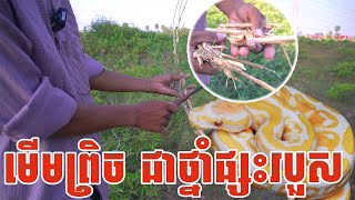 មើមព្រិច ជាថ្នាំផ្សះរបួសបានយ៉ាងពូកែ  Advantage of​ Bambou Mini [upl. by Nnaeel46]