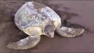 Green Turtle Tortuguero Costa Rica  Mawamba Lodge [upl. by Coreen]