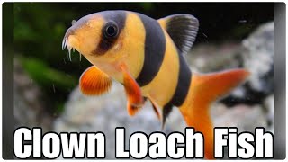 Clown Loach Fish [upl. by Eatnuhs]