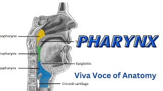 Pharynx 1  Introduction and NasoPharynx  Parts  Relations  Applied Anatomy [upl. by Aenea324]