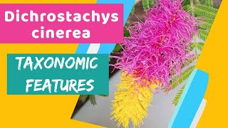 Dichrostachys cinerea  Veertaru Plant  Family  Fabaceae  dissection of dichrostachys flower [upl. by Perni]