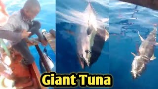 ACTUAL VIDEO SA PANGHUHULI NG GIANT TUNA  TUNA CAPITAL OF THE PHILPPINES GENSAN  YELLOWFIN TUNA [upl. by Elroy831]