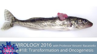 Virology Lectures 2016 18 Transformation and Oncogenesis [upl. by Lupiv]