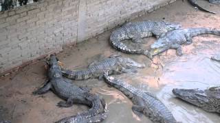 Feeding a live chicken to crocodiles in Cambodia [upl. by Sinaj160]