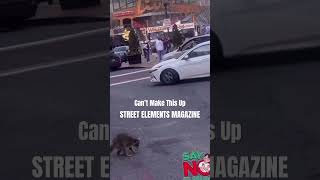 This raccoon is on the Fetty Wap streetelementsmagazine [upl. by Rehprotsirhc]