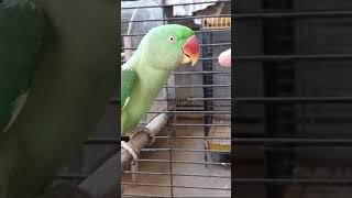 Alexandrine Pahari Raw Parrots Female Tamed Talking Adult Breeding talkingparrot pahari female [upl. by Malvina]