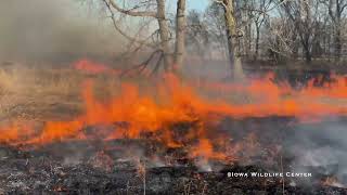 Iowa Wildlife Center Controlled Prairie Burn  March 15 2024 [upl. by Savanna]