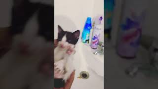 How to stimulate a constipated kitten to pee amp poop 💩 part B mustwatch catcare awarenessvideo [upl. by Osicran874]