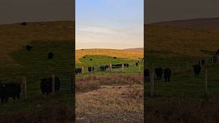 Que bonito Atardecer ❤️jalisco elrancho elforastero rancheros vacas ganado shortvideo short [upl. by Nesaj]