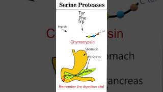 Serine proteases csirnet iitjam iitgate [upl. by Eetse443]