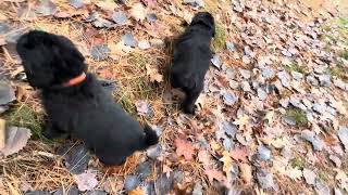 Hovawart puppies outside playing 38 days old 1172024 [upl. by Nanon822]