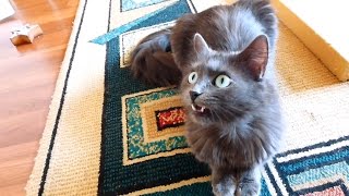 Luna the quottalkingquot cat [upl. by Budd]