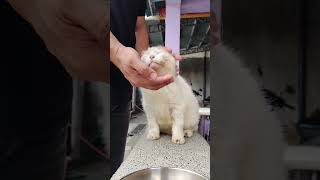 Force feeding my pet recovering from Kidney stones [upl. by Fotina]