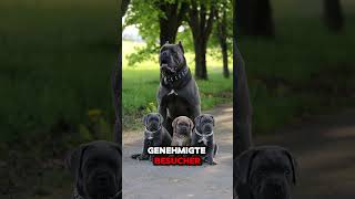 Triff den Cane Corso canecorso hundefakten hundeliebe [upl. by Skye216]