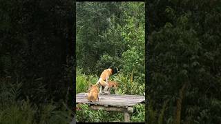 PROBOSCIS MONKEY [upl. by Amsirp355]