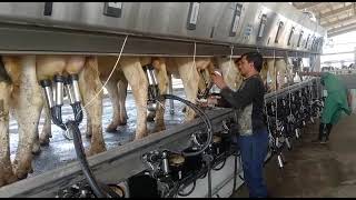 DeLaval Milking Parlor  Aziz Amin Dairy Farm  ProFarm Pakistan [upl. by Assile57]