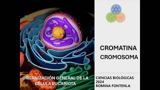 CROMATINA CROMOSOMA 2024 [upl. by Aieka]