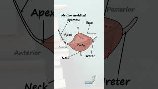 Anatomy of the Bladder [upl. by Anomis876]