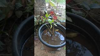 Planting white mangrove tree at home whitemangrove gardening [upl. by Yetah194]