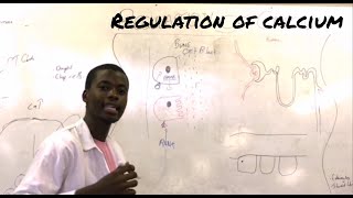 Regulation of calcium [upl. by Shanon]