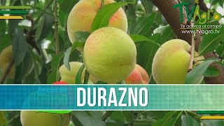 Como es un Cultivo de Duraznos  TvAgro por Juan Gonzalo Angel [upl. by Tess]