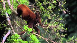 Parque Nacional del Manu 40 años protegiendo una de las zonas con mayor biodiversidad del planeta [upl. by Mastrianni]