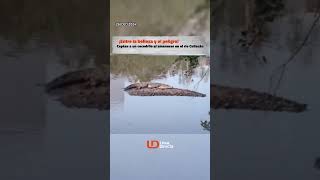 ¡Entre la belleza y el peligro 🫣 Captan a un cocodrilo 🐊 🌅al amanecer en el río Culiacán [upl. by Ileana]