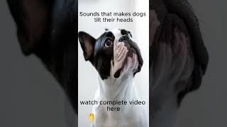 sounds that makes dogs tilt their heads shorts [upl. by Rabbi61]