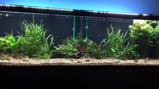 125 Gallon Freshwater Setup [upl. by Laniger]