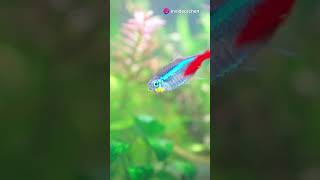 3 important rules for neon tetra breeding  aquarium fishtank [upl. by Thurlow]