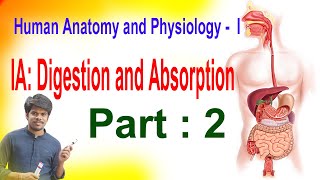 Digestion and absorption part 2  Rajesh Biology [upl. by Aimehs]