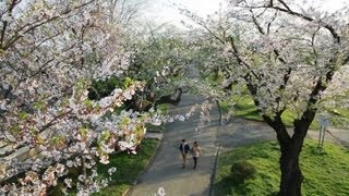 Three Top Iwate Sakura Spots Tenshōchi・Morioka Castle Ruins・Takamatsu Park [upl. by Gibbs]