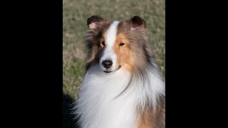 Sheltie Agility fun DarLin shelties [upl. by Rodi]