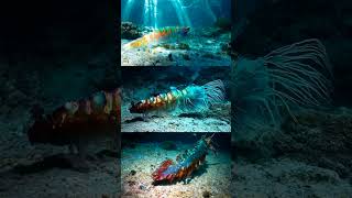 Peacock Mantis Shrimp [upl. by Richers]