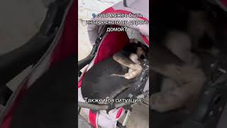 небольшая лялька🤣🤣🤣😅🤣😅😅🤣 automobile kitte cat kitts memes funny kittencomedy cutekitt [upl. by Aldous]