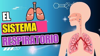 El sistema respiratorio  Video educativo para niños [upl. by Riva]